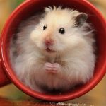 Hamster: Teman Peliharaan Tangguh & Mudah Di Pelihara Pemula