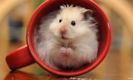 Hamster: Teman Peliharaan Tangguh & Mudah Di Pelihara Pemula