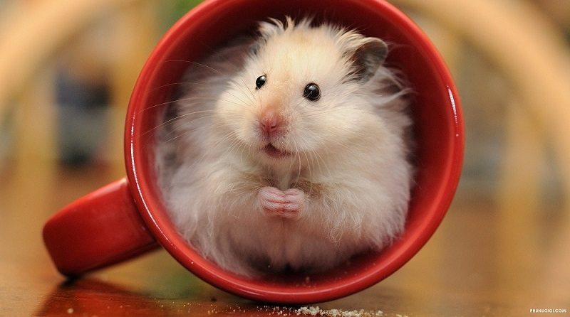 Hamster: Teman Peliharaan Tangguh & Mudah Di Pelihara Pemula