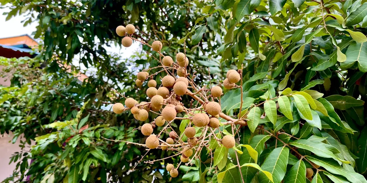 Pohon Kelengkeng: Simbol Rezeki, Cocok Dengan Weton Kliwon
