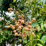 Pohon Kelengkeng: Simbol Rezeki, Cocok Dengan Weton Kliwon