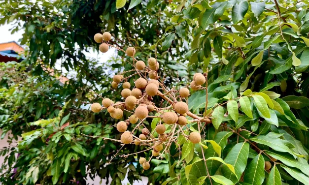 Pohon Kelengkeng: Simbol Rezeki, Cocok Dengan Weton Kliwon