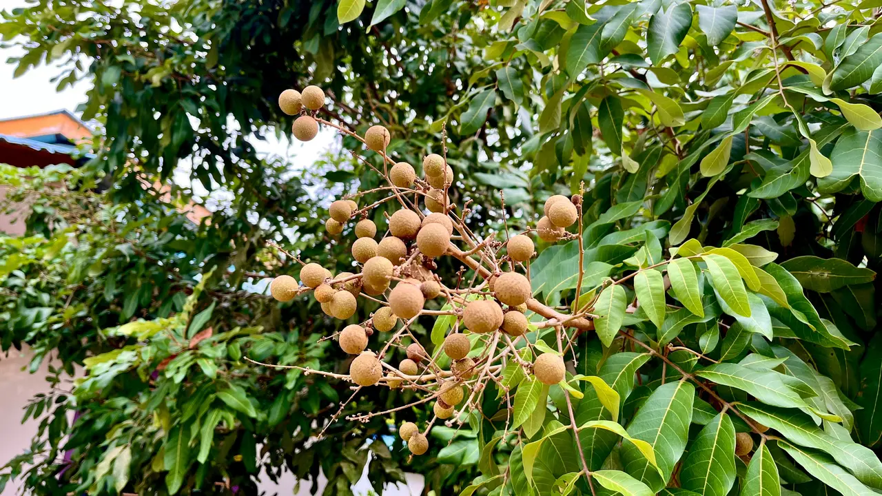 Pohon Kelengkeng: Simbol Rezeki, Cocok Dengan Weton Kliwon